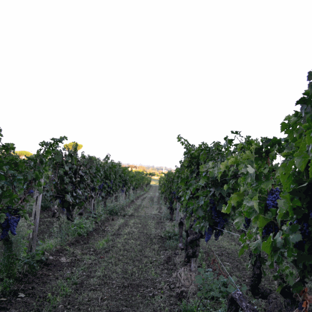 aromidivini-Image-Text